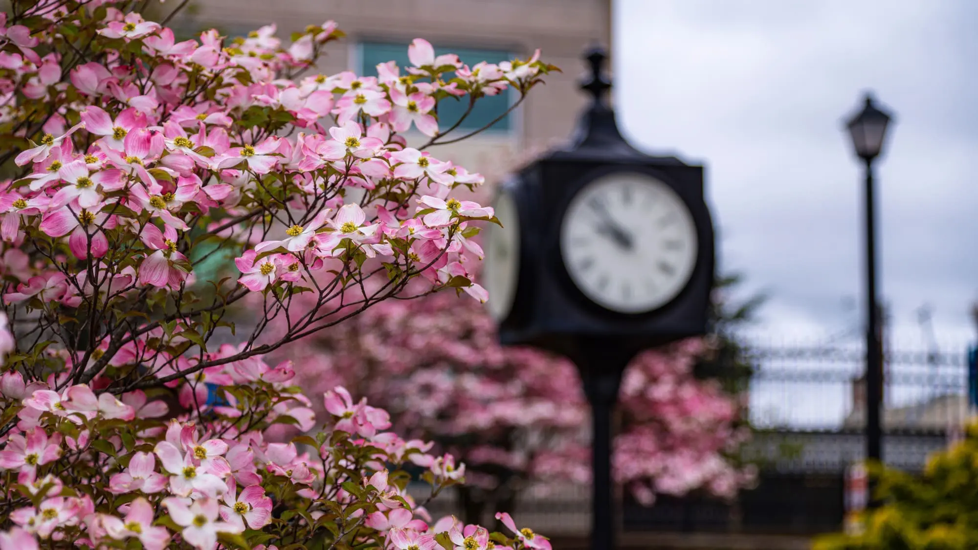 Berwick in Spring